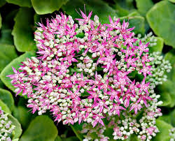 Is it any wonder i'm such a fan of succulents? 50 Popular Types Of Succulents With Pictures Keeping Succulents
