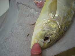 Do fish have a penis - Adult HD pic 100% free. Comments: 1