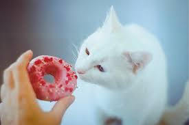 In one study, people who consumed coconut milk lowered their ldl or bad cholesterol coconut milk and cream are both relatively high in calories and fat, especially saturated fat. Can Cats Eat Chocolate What To Know About Cats And Chocolate Toxicity Catster