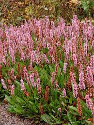Image result for Persicaria