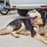 Get it as soon as fri, mar 19. Great Pyrenees German Shepherd Mix The Majestic Lion Perfect Dog Breeds