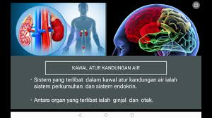 Es kelapa muda bisa dibilang merupakan minuman favorit banyak masyarakat indonesia. Sains Tingkatan 1 Bab 3 Homeostasis Kawal Atur Air Dan Suhu Badan Youtube
