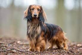 He was a mini long haired black/red. Dachshund Dog Breed Information