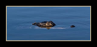 7 years ago7 years ago. See You Later Alligator Picture Of Taylor Creek Stormwater Treatment Area Trailead Okeechobee Tripadvisor