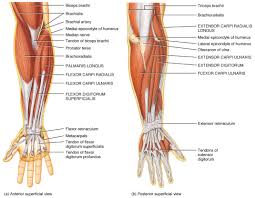 The muscles of the biceps The Muscles Of The Arm And Hand Anatomy Medicine Com