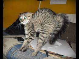 Jittery Kitties Getting Spooked Scaredy Cats Are Just Too Silly Scared Cat Cats Funny Cats