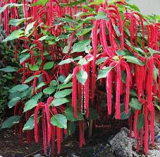 Image result for Acalypha