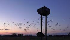steve barlow biologistbarlow on pinterest pinterest