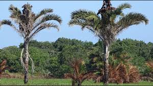 Image result for Dissotis pulchra