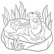 This collection includes mandalas, florals, and more. Coloring Pages Cute Iguana Sits On The Rock Stock Vector Illustration Of Coloration Lizard 87360594