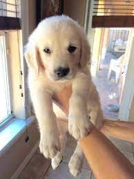 Golden retriever puppy selection starts when the puppies are at least three to four weeks old and is in order of deposit received. Beautiful English Golden Retriever Puppies For Sale In Miami Florida Classified Americanlisted Com
