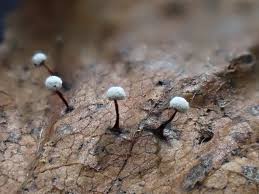 Image result for Melanospermum