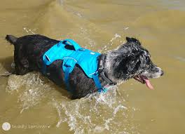 You want to be found and we want to help. Ruffwear Web Master Harness Review Decidedly Equestrian