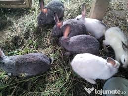 Termenul de iepure desemnează mamiferele cu urechi lungi din familia leporidae, ordinul lagomorpha.acestea se clasifică în 2 categorii: Iepuri 25 Lei Lajumate Ro