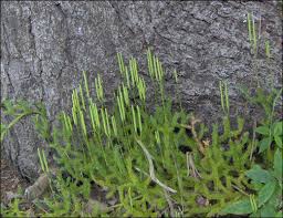 Image result for Lycopodium