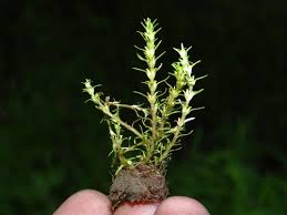 Image result for Rotala capensis