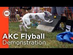 We did not find results for: 20 Best Dogs Flyball Images Dogs Dog Agility Agility Training For Dogs
