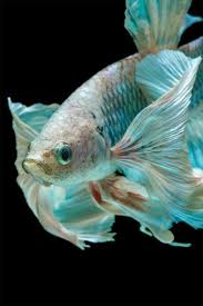 Pin By Shakeel On Peixes Betta Siamese Fighting Fish Betta Fish Betta Fish Types
