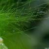 Great for community aquariums, and have be housed with a wide range of fish including tetras, other barbs, plecos and corydoras etc. 3