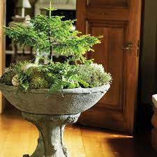 How To Take Care Of Moss Moss Garden Plants Miniature Garden