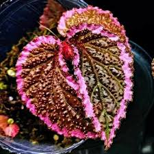 Image result for Begonia wollastonii