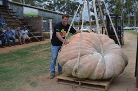 Image result for giant pumpkin