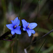 Image result for Aristea ecklonii