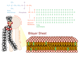 The Phospholipid Bilayer The Structure Of The Plasma Membrane Medical School Studying Plasma Membrane Nursing School Essential