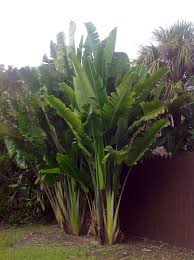 White Bird Of Paradise Indoor Care Giant Plants Maybe A Bird Of Paradise Plant Everglades Florida Tropical Backyard Landscaping Birds Of Paradise Plant Garden Dividers