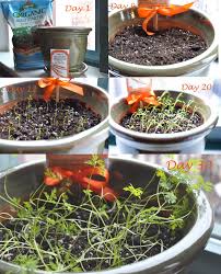 Most carrot types will grow well in containers. Growing Carrots Indoors Growing Carrots Herb Garden In Kitchen Gardening For Dummies