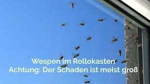Achtung Wespen Im Rollokasten Youtube