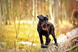 The best hunting dog breeds are bred to fit specific roles, but your choice of dog may also depend on the game you are hunting. Best Dog For Killing Rats Step By Step Instructions And Expert S Advice