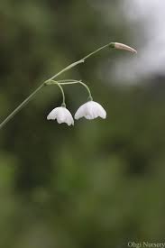 Image result for Cyrtanthus welwitschii