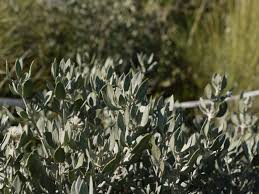 Image result for Leucosphaera bainesii