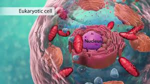 If you have an idea for a special issue that you would like to propose, welcome to submit via the following ways. Biology Cell Structure I Nucleus Medical Media Youtube