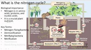 Nitrogen Cycle Nitrogen Cycle Nitrogen Fixation Nitrogen