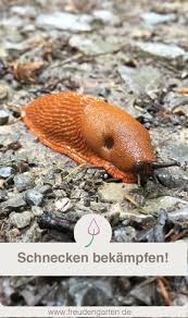 Schnecken Naturlich Bekampfen Schnecken Im Garten Schneckenplage Und Schnecken