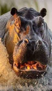 Interesting Things To See On Safari In Botswana Hippo In Action Chobe River Botswana Wildlife Botswana Photosafari Tiere Flusspferd Natur Tiere