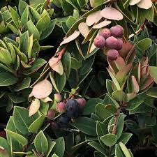 Image result for Stadmannia