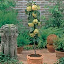 These dwarf patio fruit trees have been grafted on to a dwarfing rootstock to restrict their overall size (this doesn't affect fruit size).take a look at our range of dwarf fruit trees for sale to choose one for your own garden. Winter Care Of Container Fruit Trees Allotment Gardens