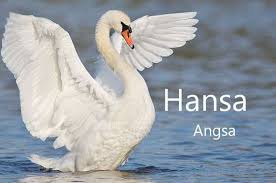 Mewarnai dan menggambar bebek di kolam . Sketsa Angsa Dikbud