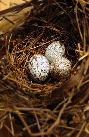 Bird Eggs For Sale On Sale Nestle And Soar Studio Journal Freckled By Nestleandsoar 10 95 Bird Eggs Bird Feathers Bird Nest