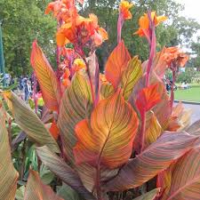 February 16, 2009written by gardener's supply. Canna Lily Tropicanna 7 Pot Hello Hello Plants Garden Supplies