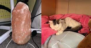Himalayan salt lamps are referred to as the ornamental lights that individuals buy to add an ambiance to their houses. Vets Warn That Popular Himalayan Salt Lamps Can Be Dangerous For Pets