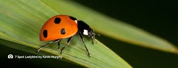 Ladybird Survey Irish Wildlife Trust