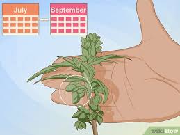 And knowing how to determine that before flowering gives you a lot more control over the quality and type of strain you produce at the end of the harvest. How To Identify Female And Male Marijuana Plants 9 Steps