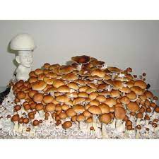 Image Result For Psilocybe Cubensis Growing Stuffed Mushrooms Substrate Growing