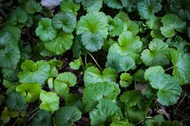 Image result for Glechoma