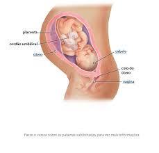 Desenvolvimento Fetal 37 Semanas De Gravidez 36 Semanas De Gravidez 35 Semanas De Gravidez 25 Semanas De Gravidez