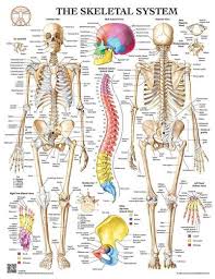 That's why we have compiled an anatomy glossary which explains each. Anatomy Of The Skeleton System Laminated Wall Chart With Digital Download Code